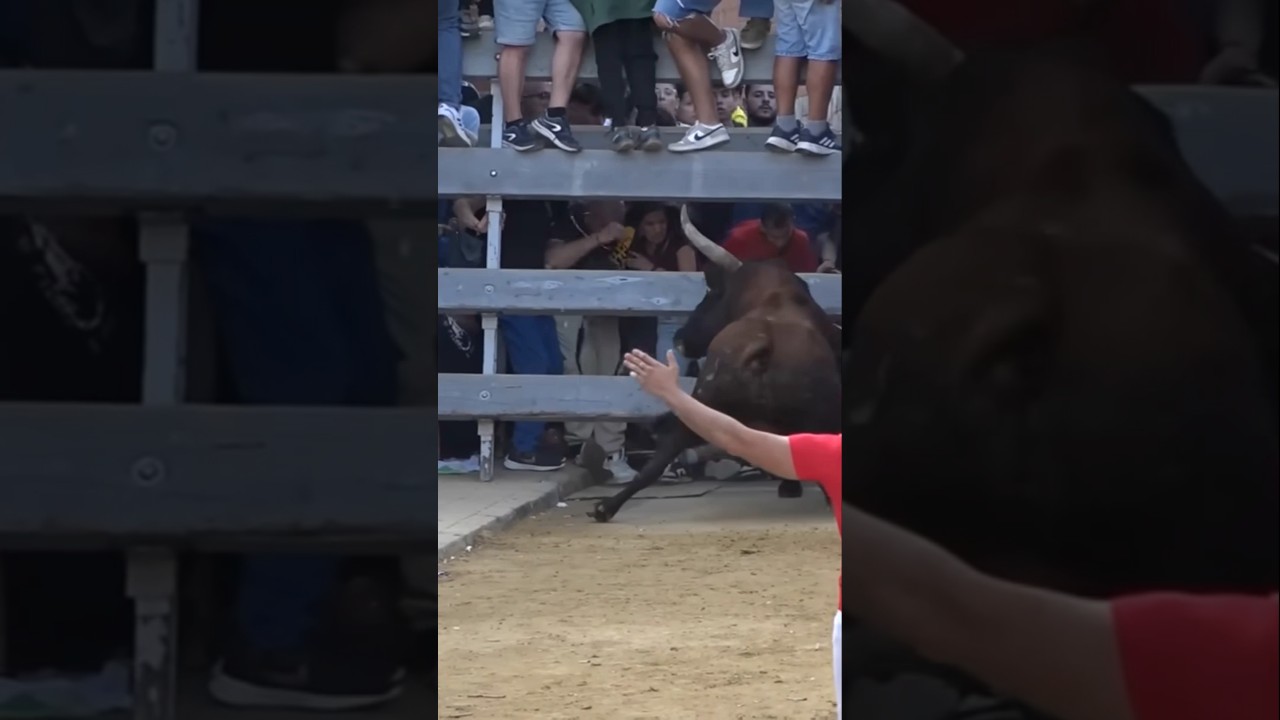Toro derrota en barrera #toros #torostv #bull