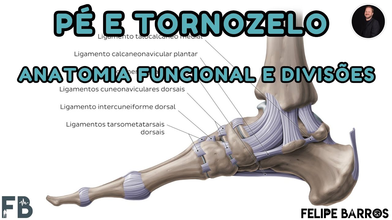 Anatomia do pé e tornozelo - divisão sistemática | Prof. Felipe Barros