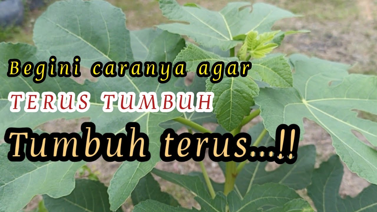 CARA AGAR POHON TIN CEPAT BESAR || TIN AGAR BERBUAH LEBAT