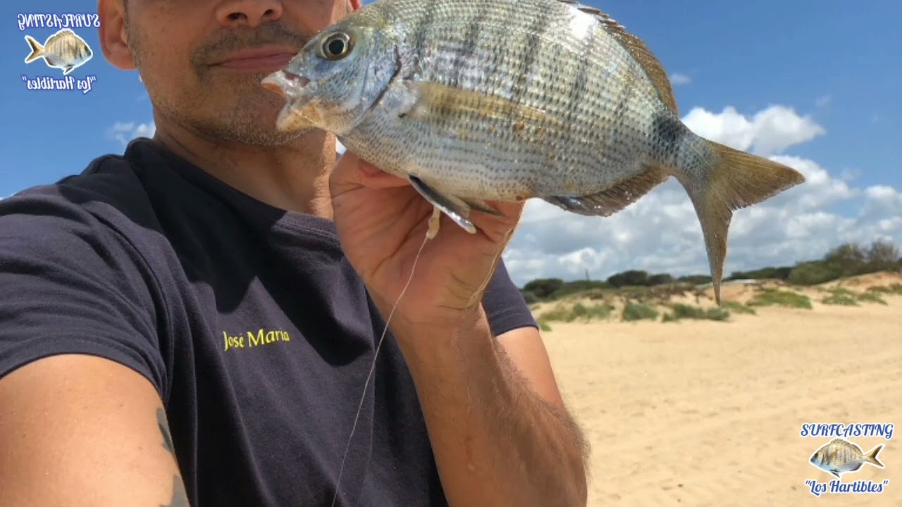 Surfcasting en los Enebrales con actividad 🐟🎣💦🐟🎣