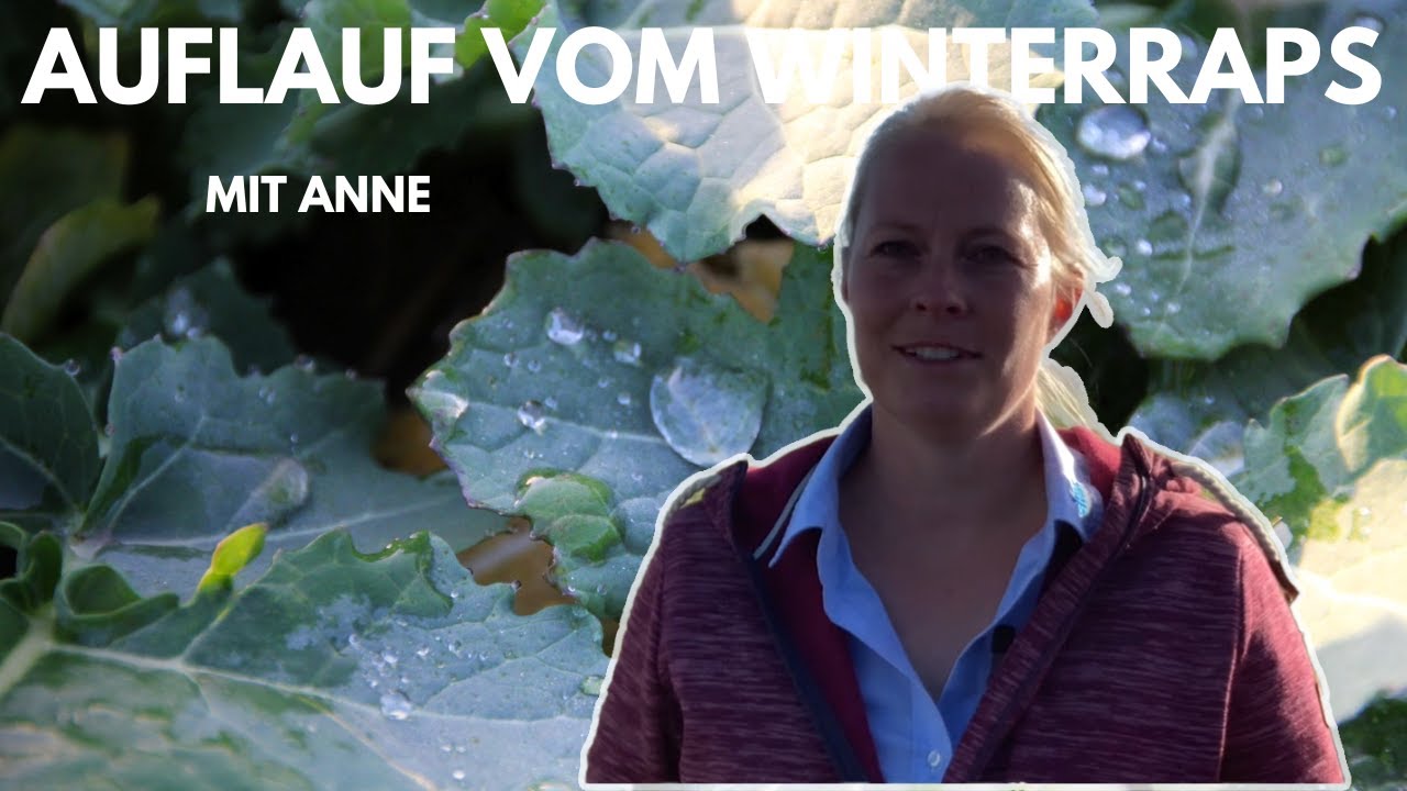 Von Experten f&uuml;r Profis &ndash;  Winterraps l&auml;uft auf &ndash; wann muss ged&uuml;ngt werden?