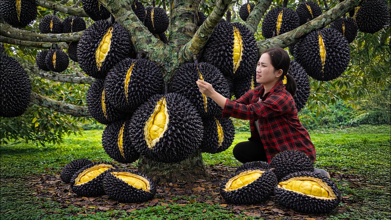 Harvesting GIANT Fresh Durian To Sell | Burnt Grilled Durian - Once You Try It, You'll Love It