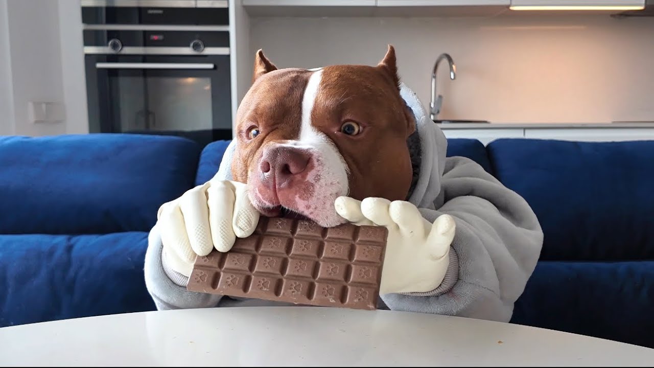 CHOCOLUNCH: Dog Chocolate