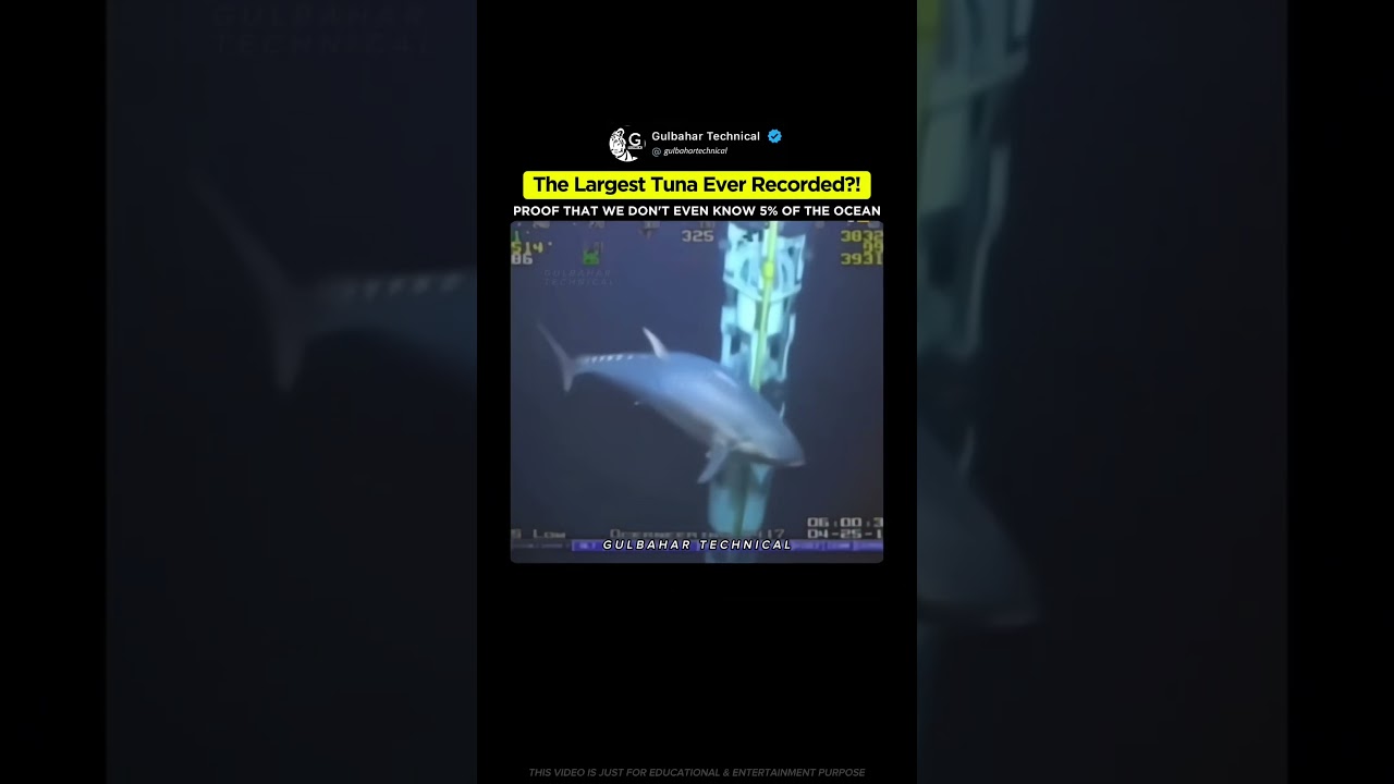 The Largest Tuna Ever Caught on Camera! 😱🐟