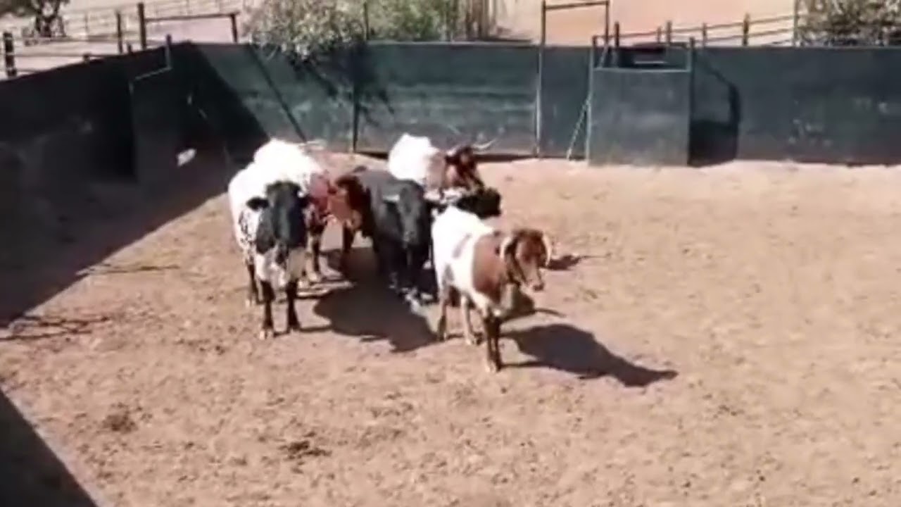 EMBARQUE PELIGROSA OPERACIÓN DE UN TORO GANADERIA JANDILLA RIESGO Y MIEDO PASION TOROS HOY🐂 #toro 
