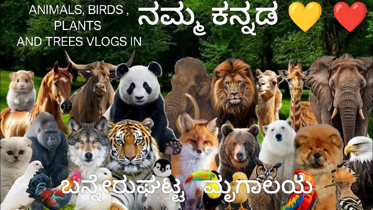 Discovering the Wildlife at Bannerghatta Zoo , Bannerghatta Zoo Tour