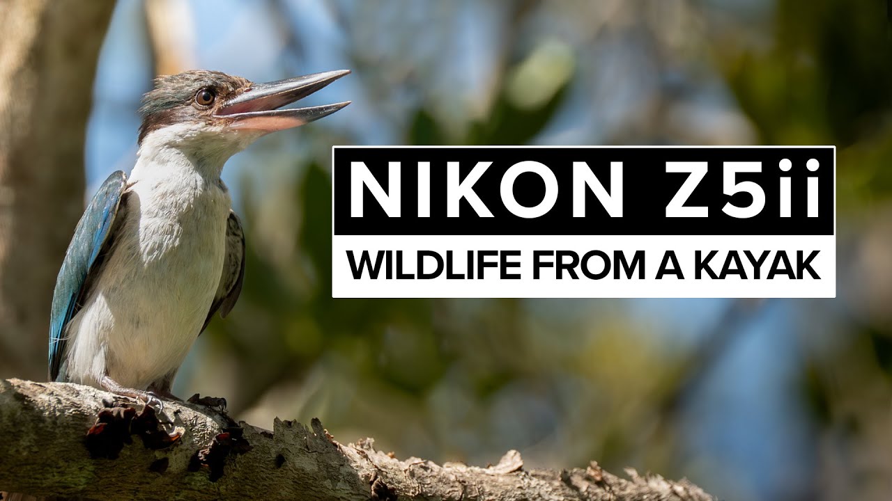 Фотосъемка дикой природы с помощью Nikon Z5 ii с каяка | Советы по защите оборудования