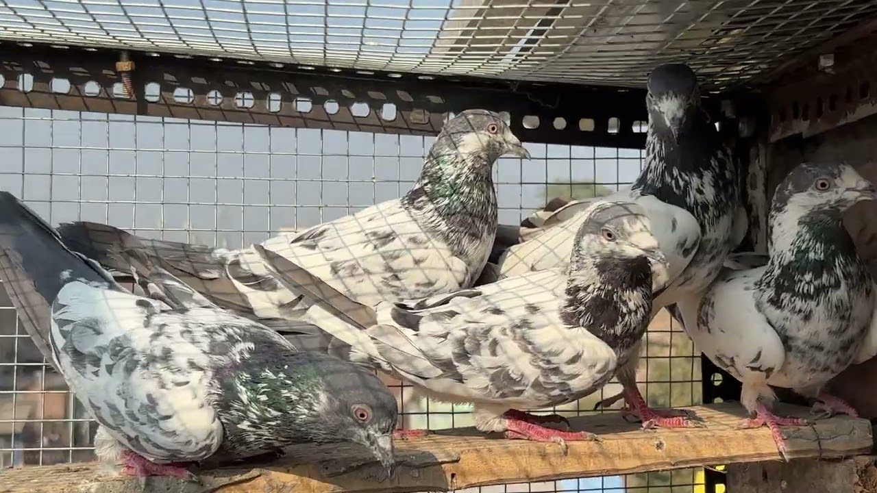 Kya Parinday hain ye MashaAllah #shorts #viral #trending #youtubeshorts #pigeon #kabootar #video #1k