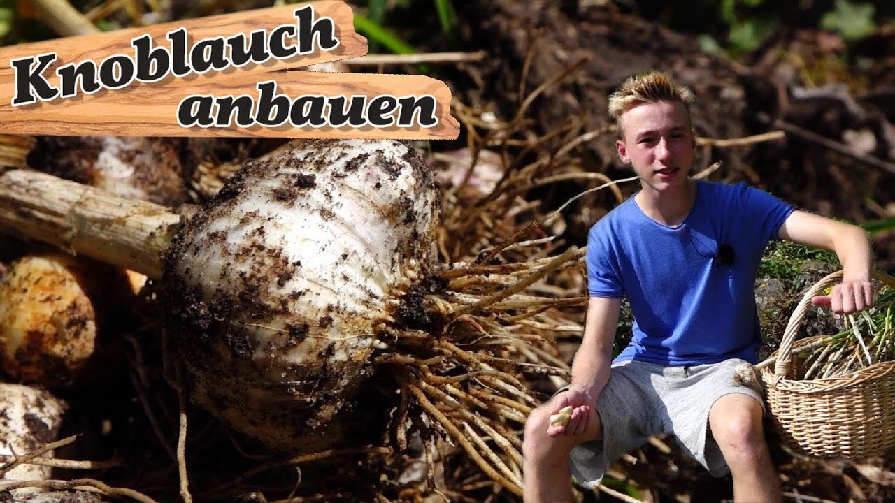 Knoblauch ganz einfach anbauen🌿🌱