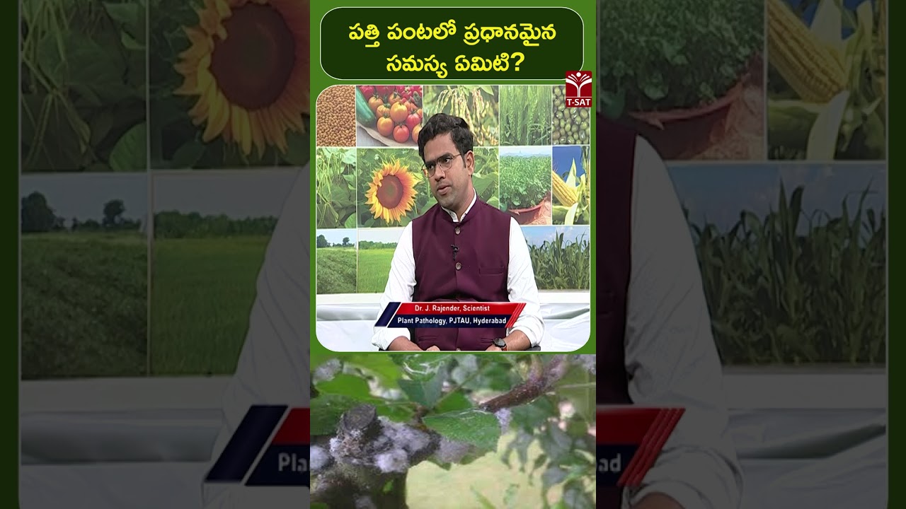 పత్తి పంటలో ప్రధానమైన సమస్య ఏమిటి ? | T-SAT