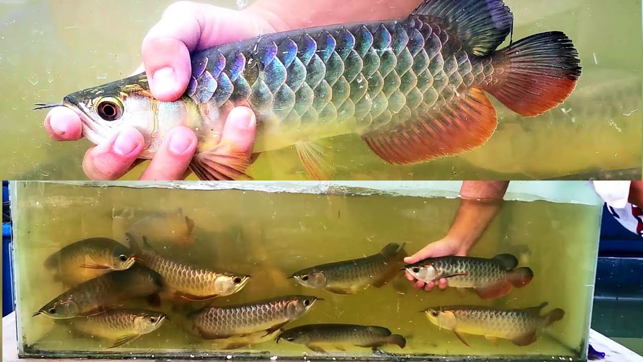 BIGGEST Arowana Farm in Asia part 2 * #fish #arowana #farming #biggest #asia