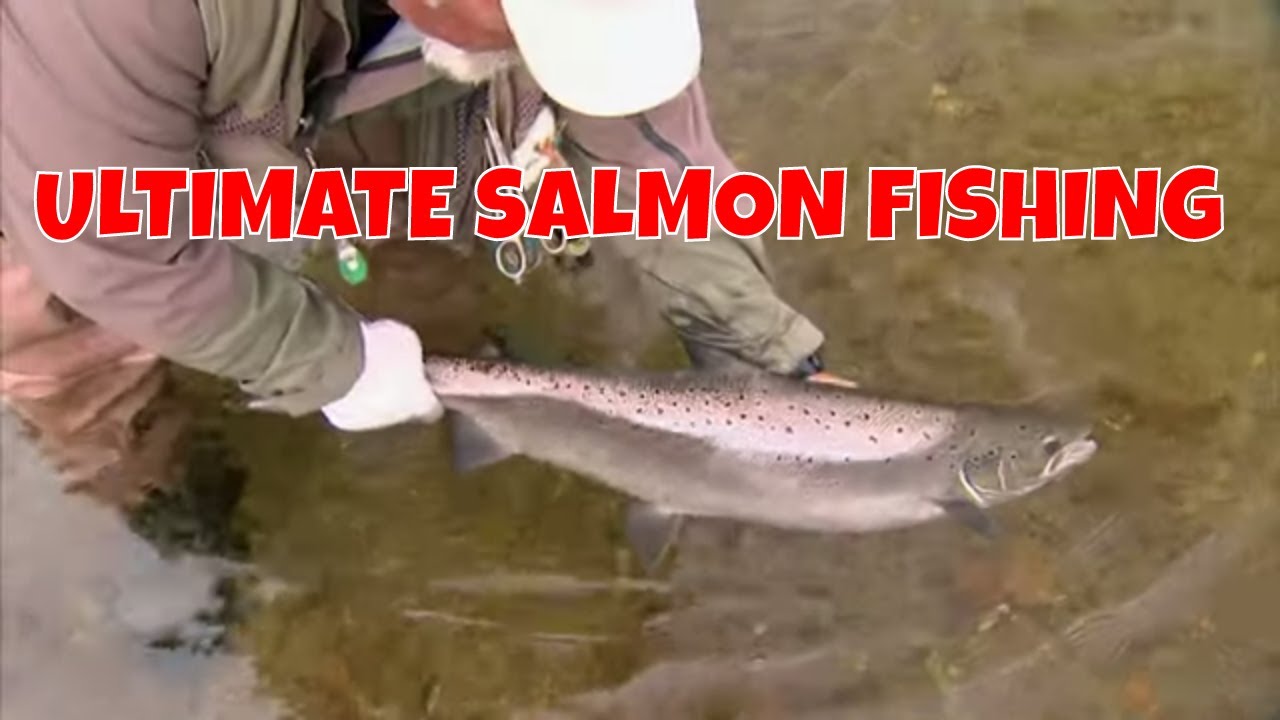 Ultimate Labrador Salmon | Flowers River