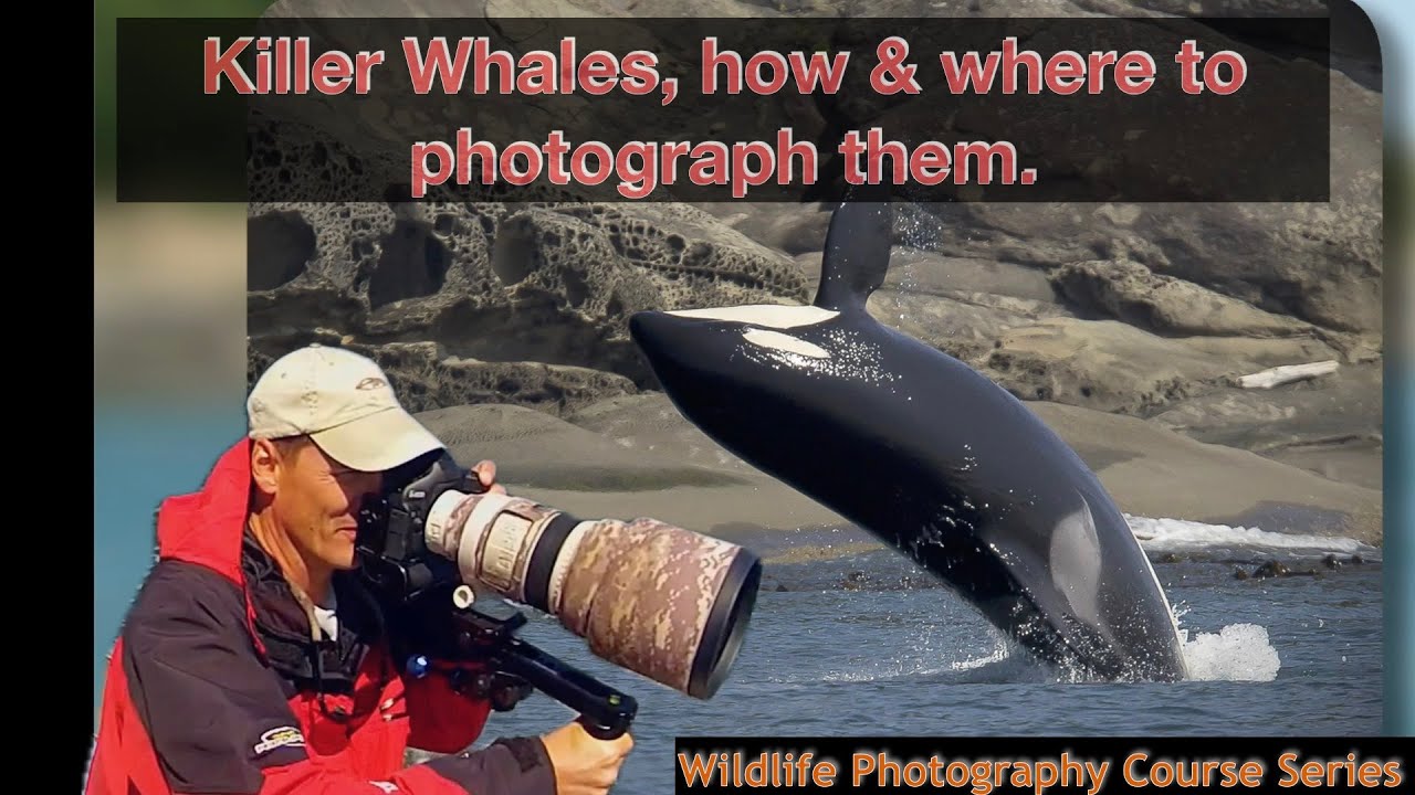 How & where to photograph Killer Whales