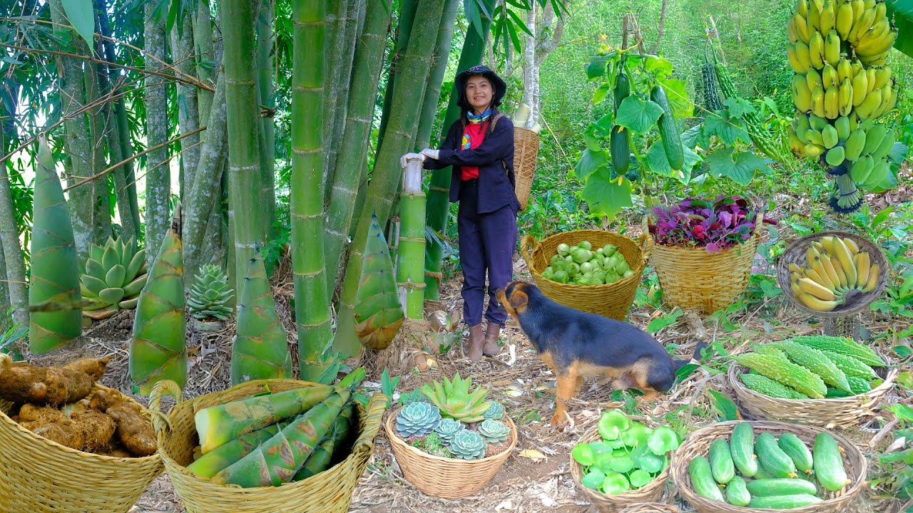 Harvest Bamboo Shoots, Bitter Melons, Amaranth, Cucumbers, Bananas,  Yams To Sell At The Market