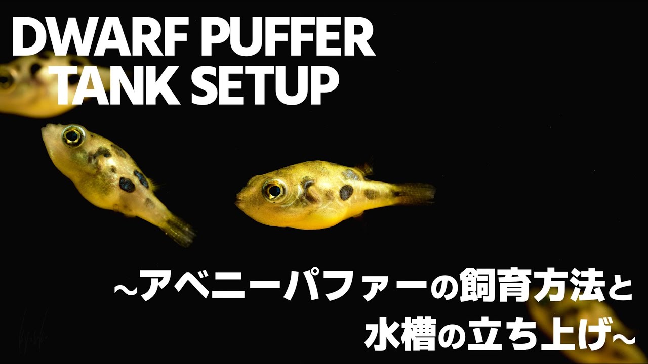 【アクアリウム】アベニーパファーの飼育方法と専用水槽の立ち上げ Aquarium Kind #44 淡水フグ/レイアウト/活き餌/赤虫/クリル/Dwarf puffer fish Tank Setup