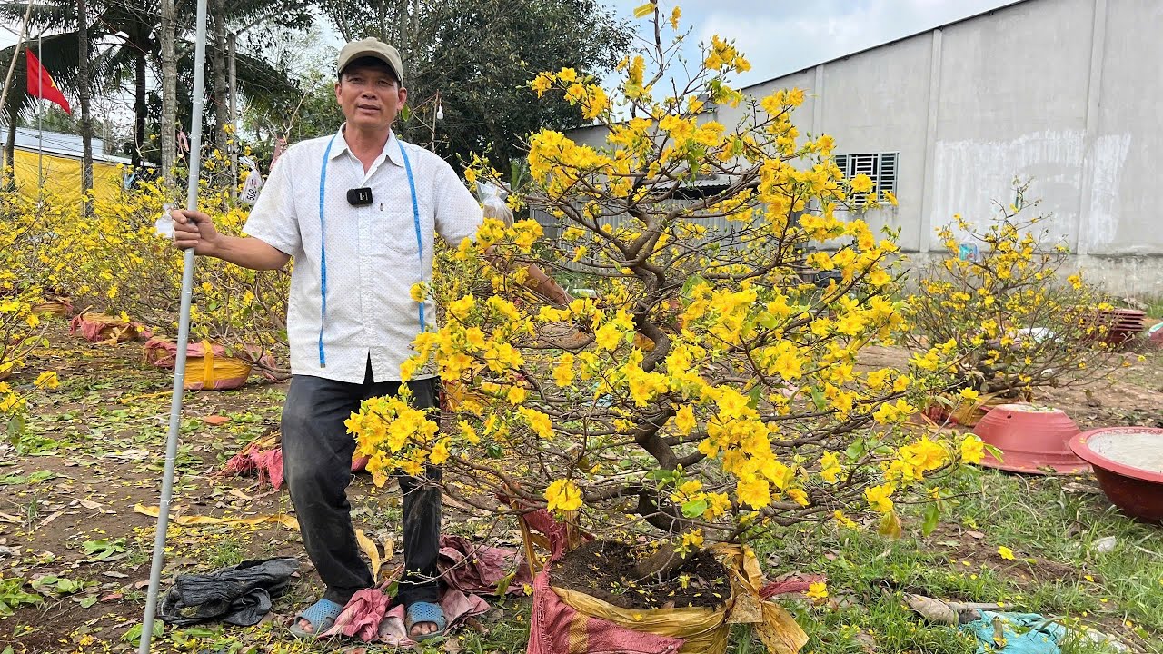 MAI VÀNG CHƠI TẾT 2026 (#0917145232 Em) 26/1/2026