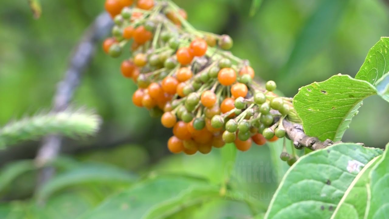 Güitite / 𝐴𝑐𝑛𝑖𝑠𝑡𝑢𝑠 𝑎𝑟𝑏𝑜𝑟𝑒𝑠𝑐𝑒𝑛𝑠 (Reserva Curi Cancha, Monteverde)