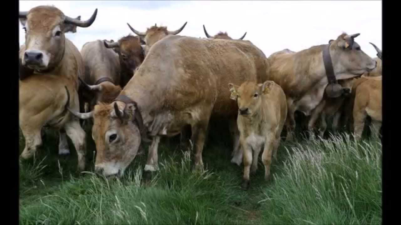Transhumance Race Aubrac mei 2015 Montagne Pailherols Cantal