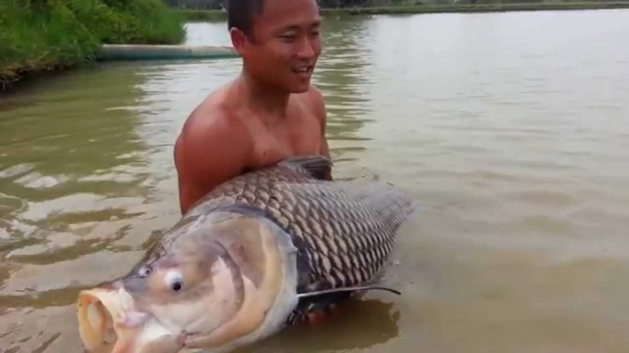 Fishing Video !!! Giant Siamese Carp Fishing Thailand- BKKGUY