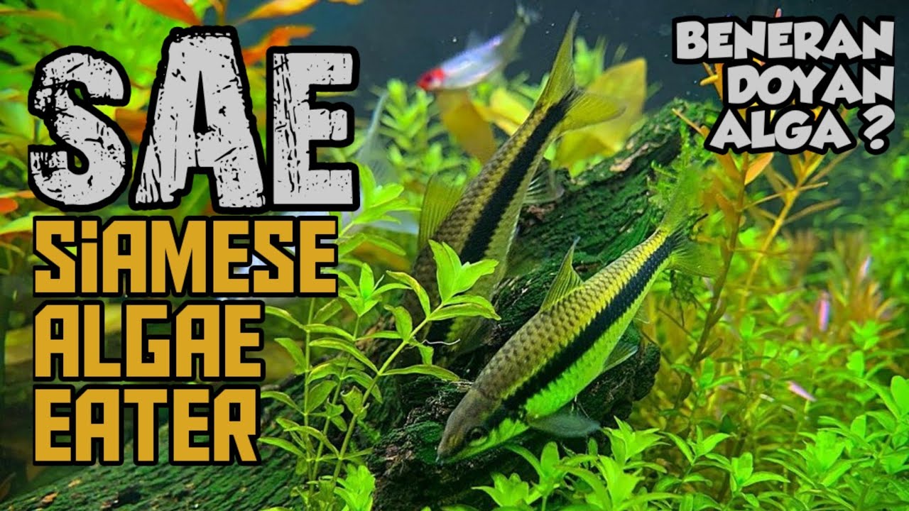 Siamese algae eater, the most SAE aquascape cleaning fish ~ #BASAHMAS ep.006