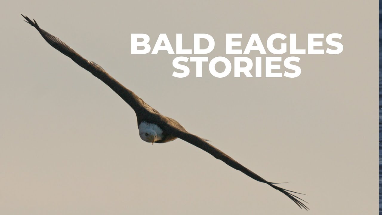 The Fascinating Stories of the Bald Eagles of Onondaga Lake - Syracuse NY