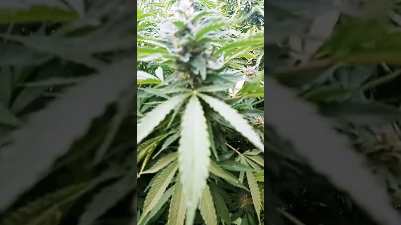 EDUCACI&Oacute;N CANNABICA