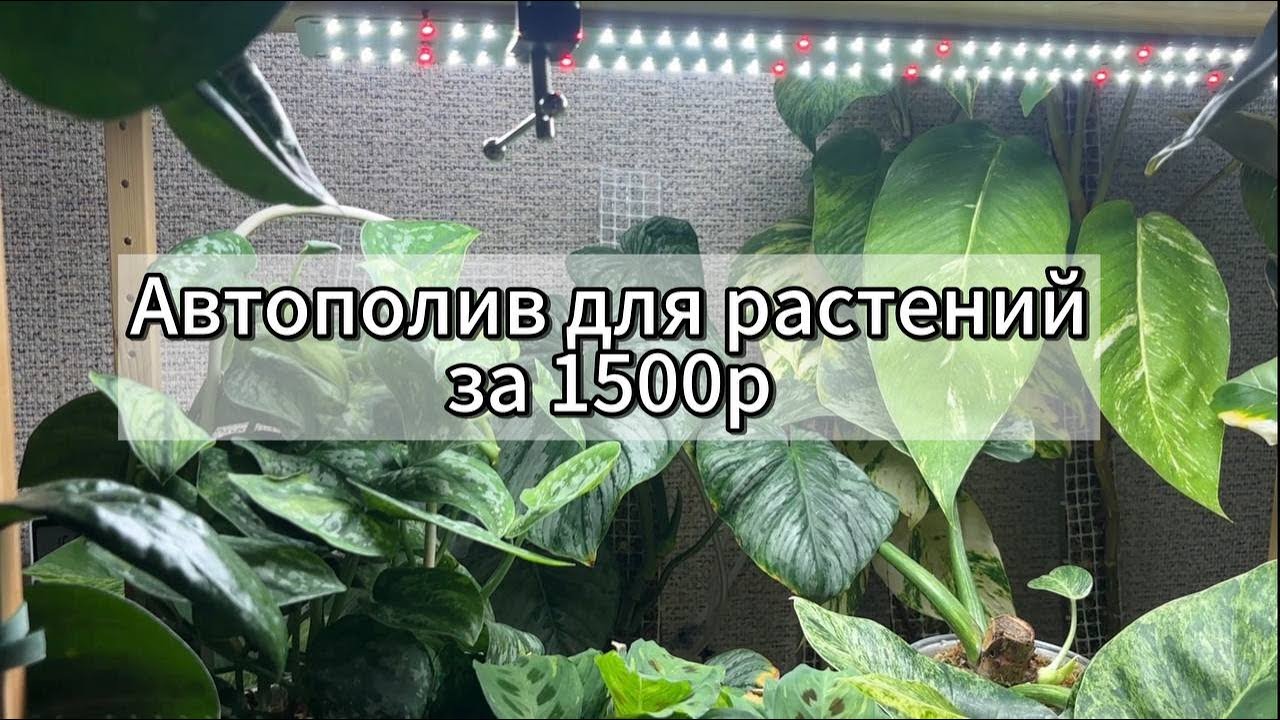 Автополив за 1500р спас мои тотемы от пересушки!
