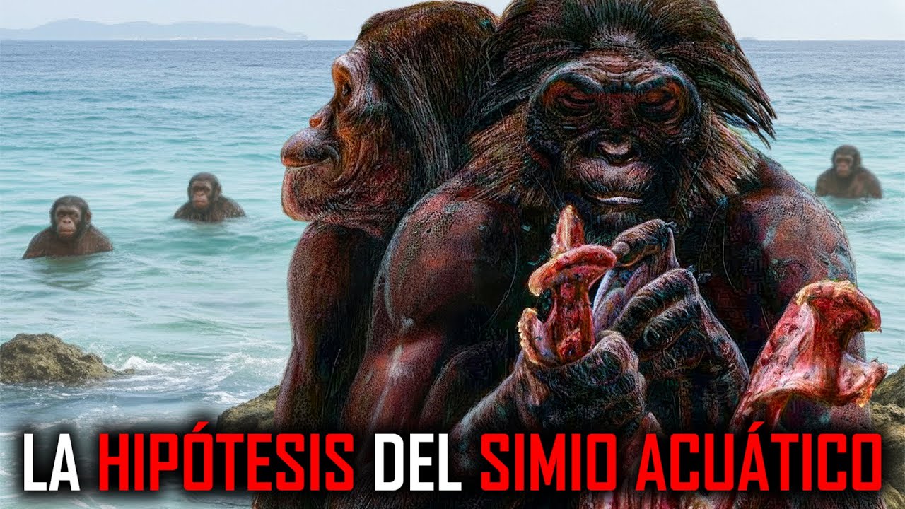 La Hipótesis del Simio Acuático es Realmente una Locura!