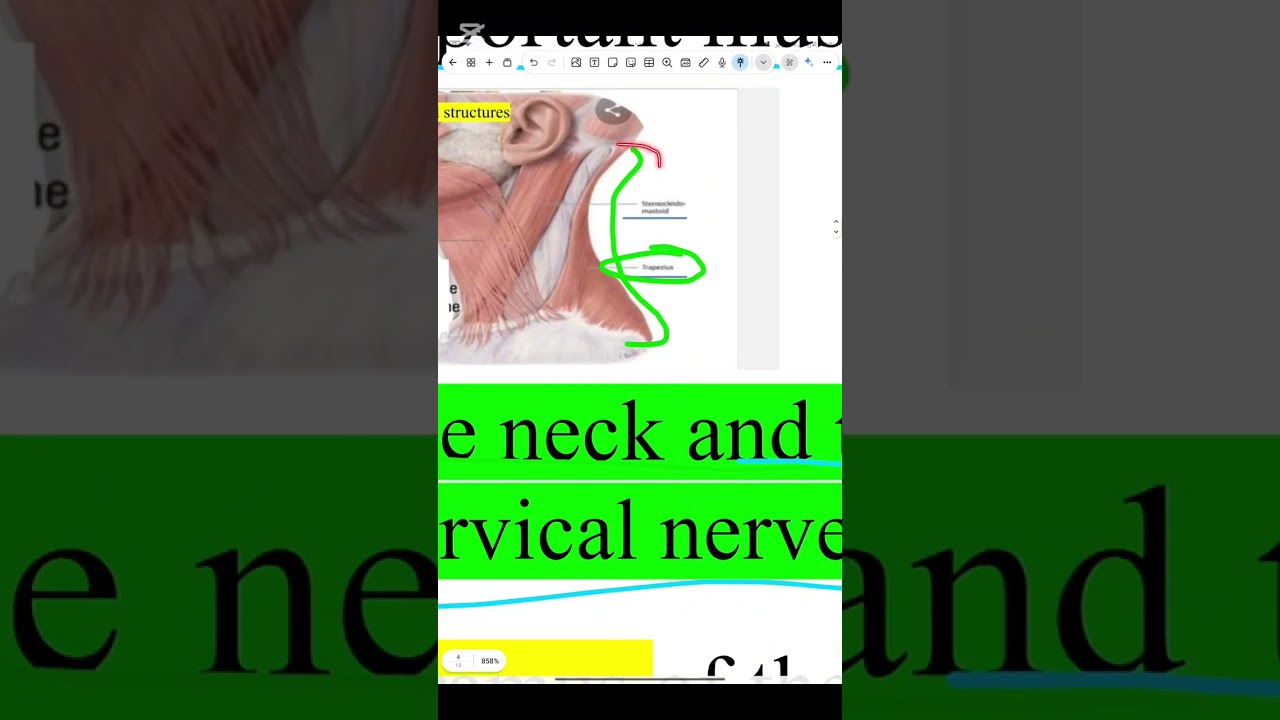 Human anatomy lec 15طب الاسنان مرحله ثانيه 