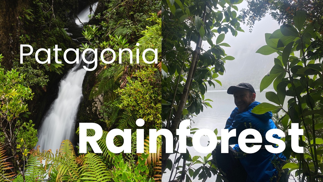 Rainforest Landscape Photography in Patagonia | Real Field Experience & Tips