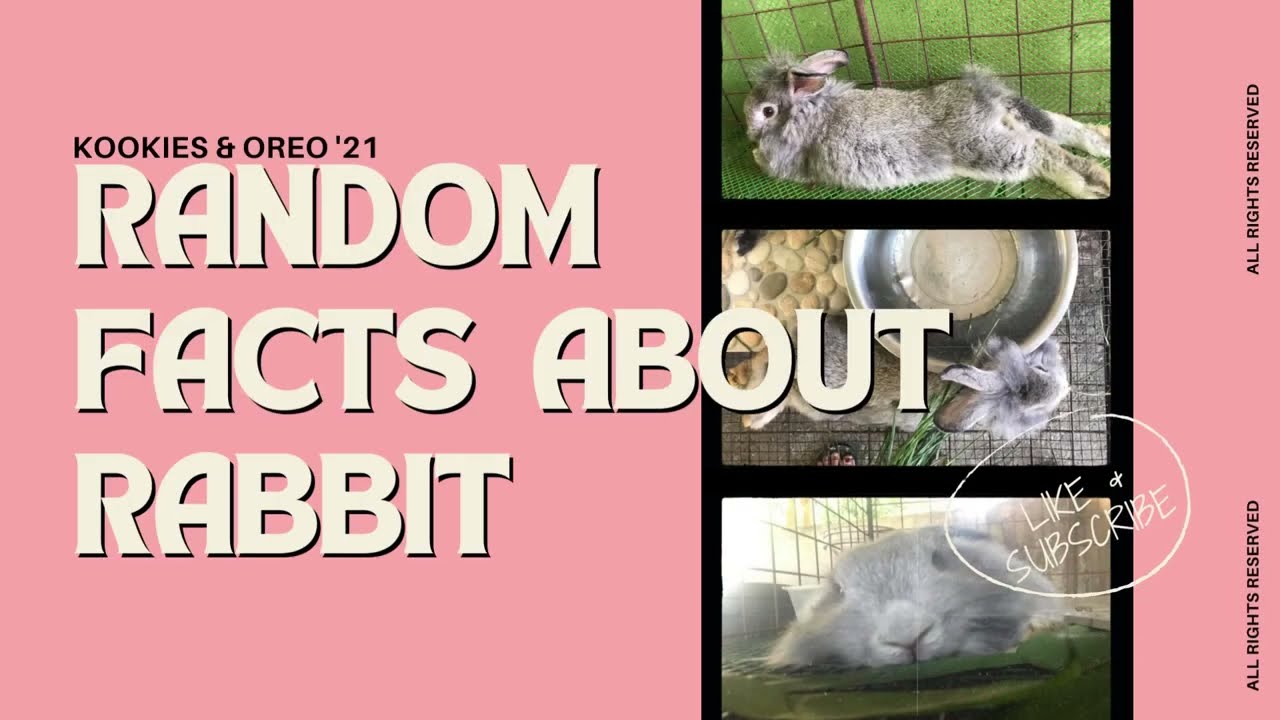 RANDOM Facts About Rabbit | ft. Kookies & Oreo
