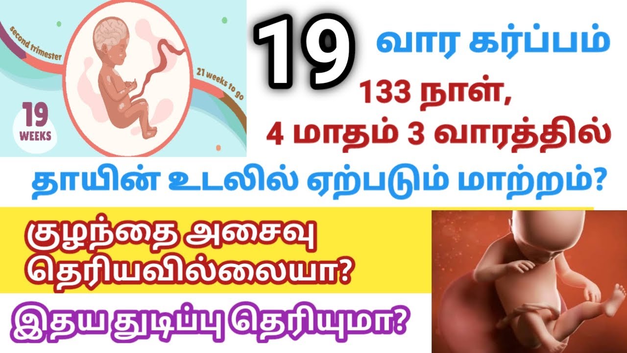 19 week of pregnancy in tamil | 19 weeks pregnancy symptoms in tamil|19 வார கர்ப்பம்|19week pregnant