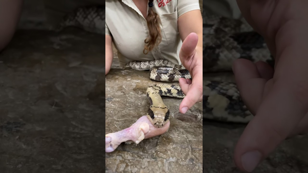 Weird Facts people don’t know about False Water Cobras😱