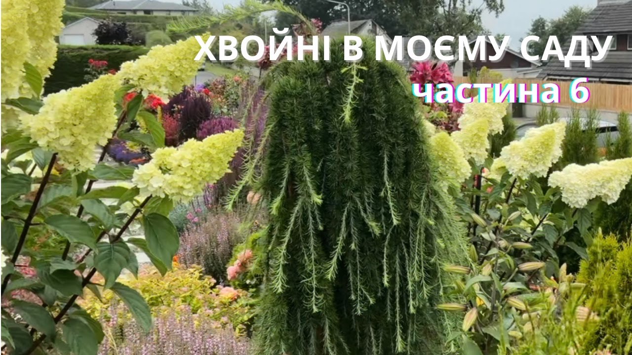 Хвойні в моєму саду | Частина 6 Завершення рокарію вхідної зони саду🌲08/02/2026