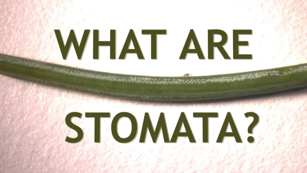 What Are Stomata?