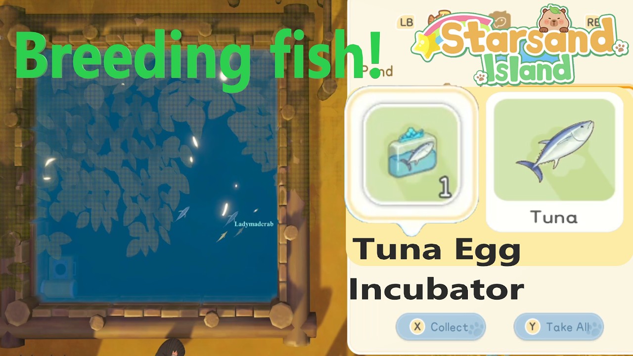 How To Breed Fish! & Incubate Fish Roe Once! - STARSAND ISLAND