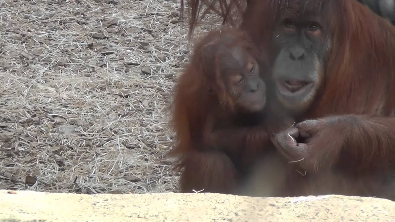 Orang-Utanjungtier in der Zoom Erlebniswelt 