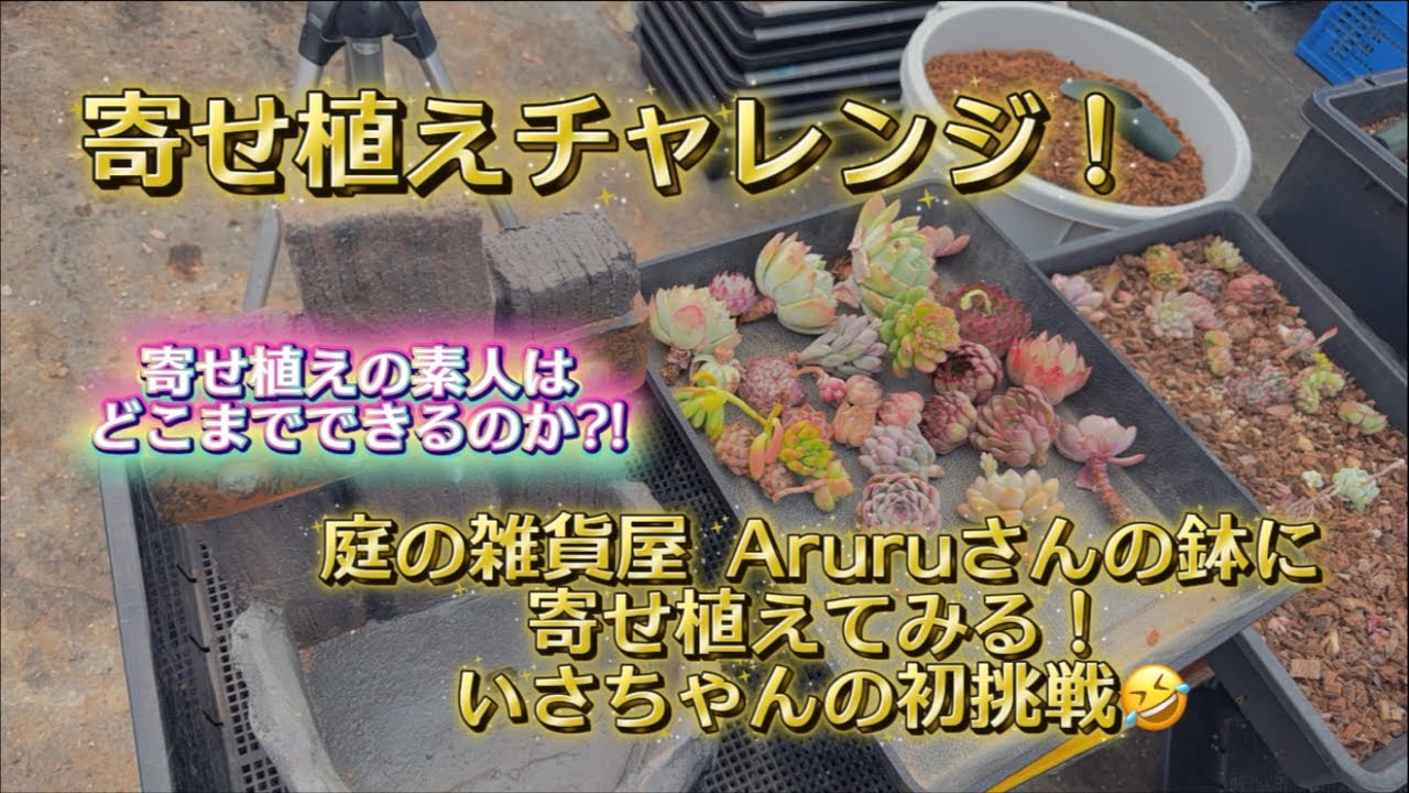 【庭の雑貨屋Aruru】さんの鉢に寄せ植え💖ど素人チャレンジ✊✨【いさちゃんの独り言】