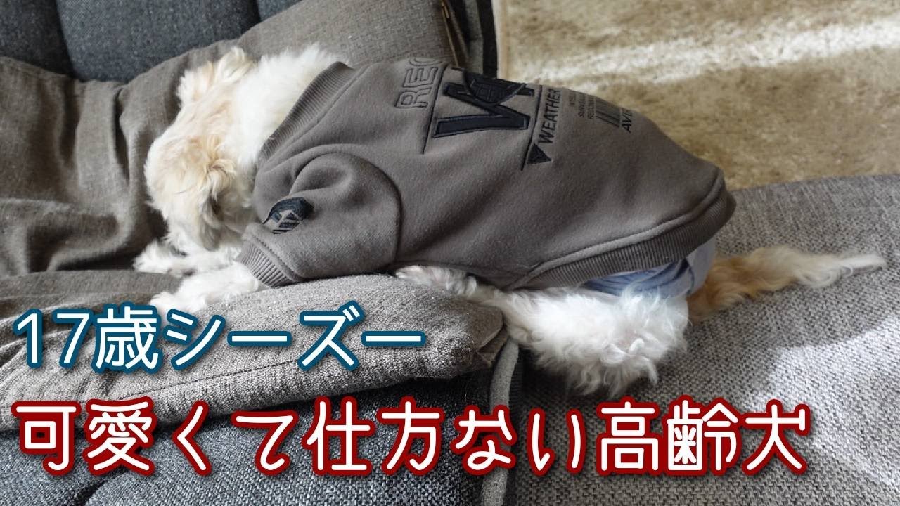 【可愛くて仕方ない高齢犬】高齢犬の可愛いところ～♪リンも17歳と高齢犬です。子犬も成犬も可愛いけど、高齢犬の可愛さってありますよね(*^_^*)