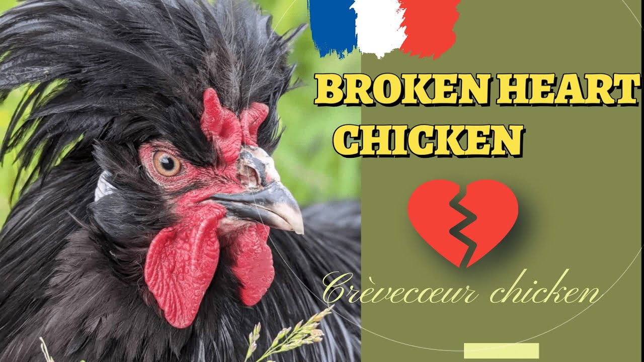 Cr&egrave;vec&oelig;ur chicken breeds| a chicken with broken heart