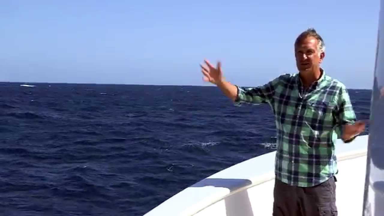 Blue Whale's brilliant timing! - Big Blue Live: Preview - BBC