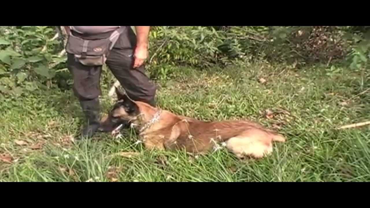 Adiestramiento de perros Rastreo deportivo RCI