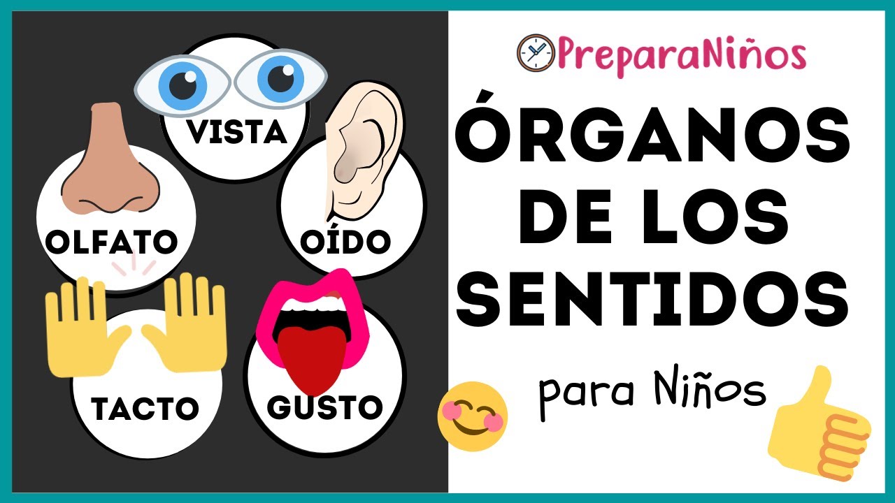 &Oacute;RGANOS DE LOS SENTIDOS PARA NI&Ntilde;OS ⏰ PreparaNi&ntilde;os.com C&oacute;mo Funcionan los 5 Sentidos en el Ser Humano