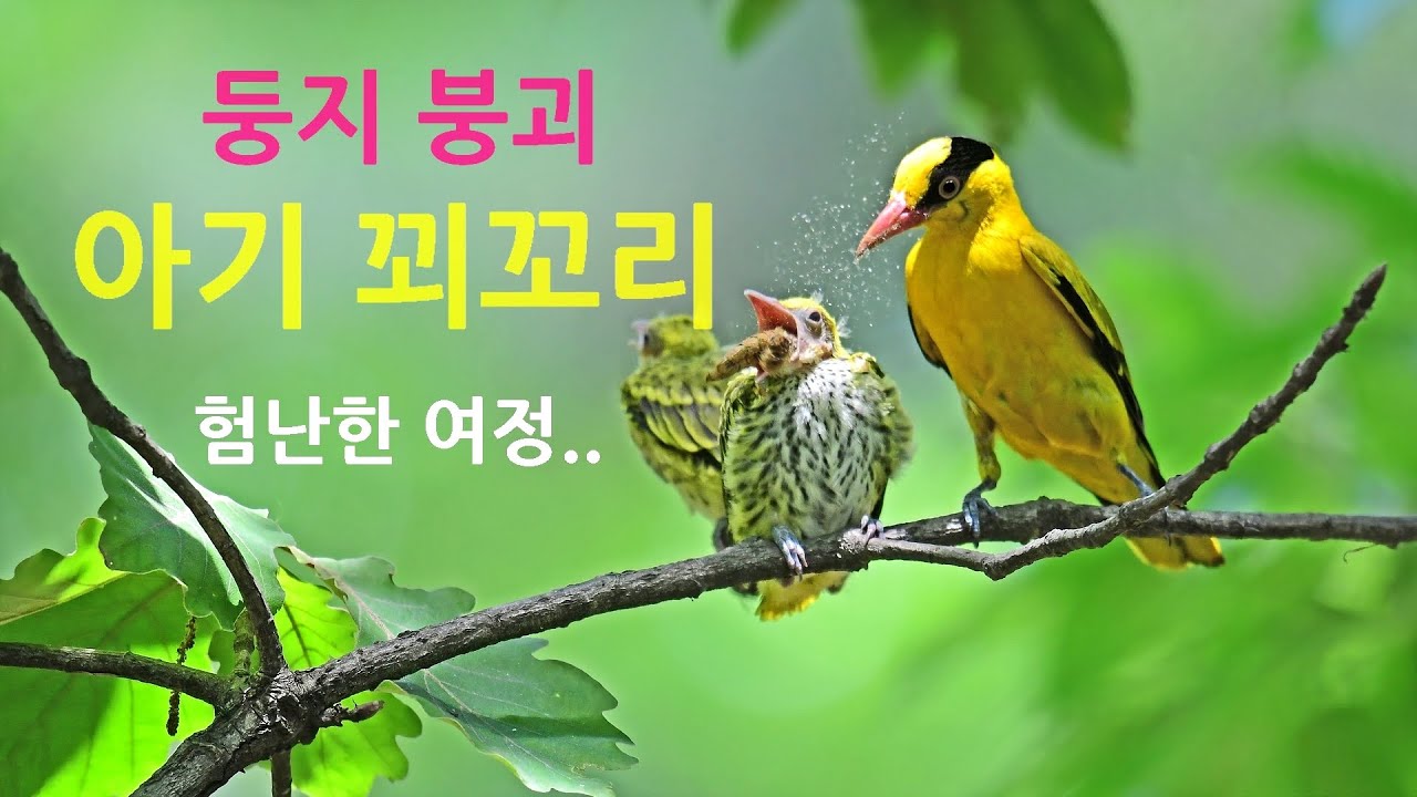 [둥지붕괴.. 험난한 여정] 아기 꾀꼬리