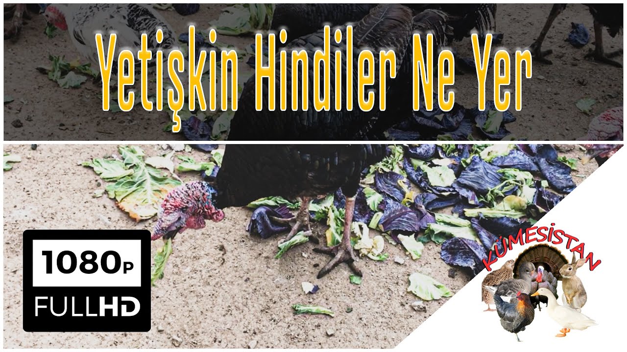YETİŞKİN HİNDİLER NE YER - Hindi Yetiştiriciliği