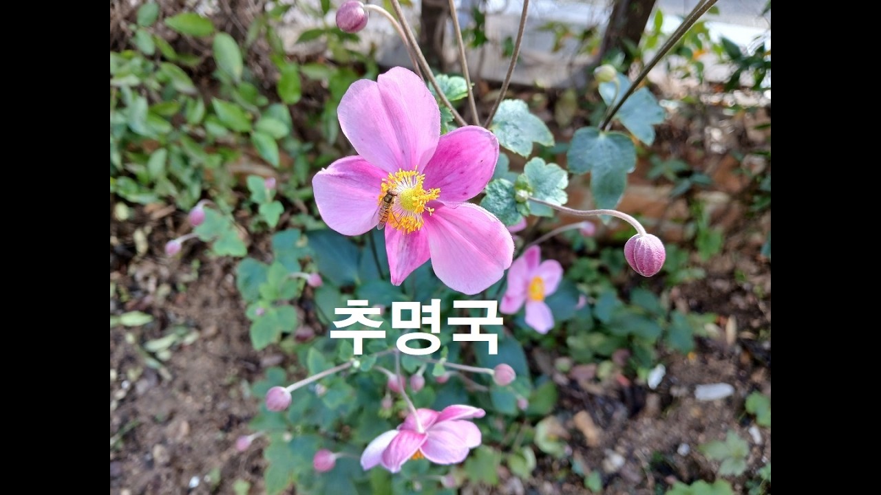 대상화 25