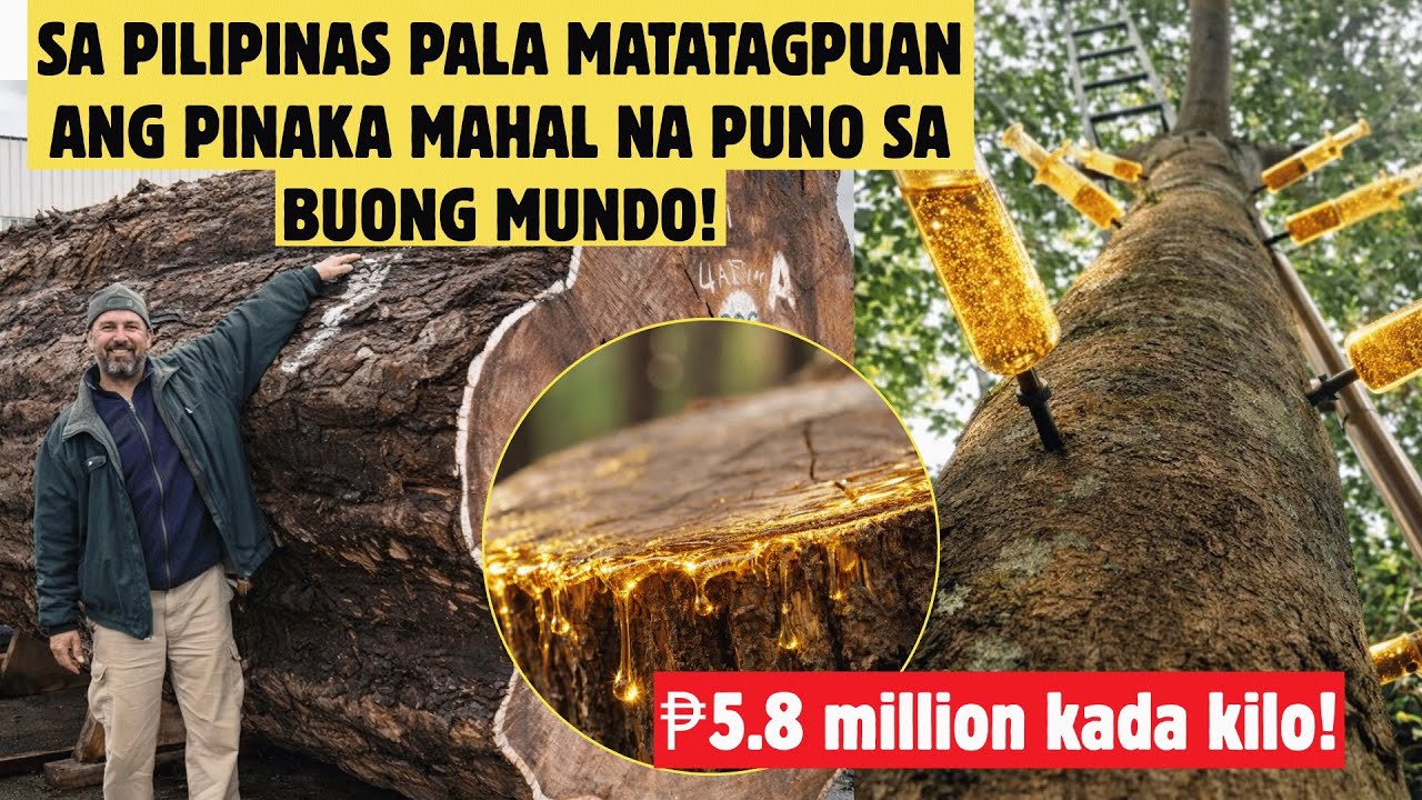 PINAKA MAHAL NA PUNO SA BUONG MUNDO SA PILIPINAS PALA MATATAGPUAN!?