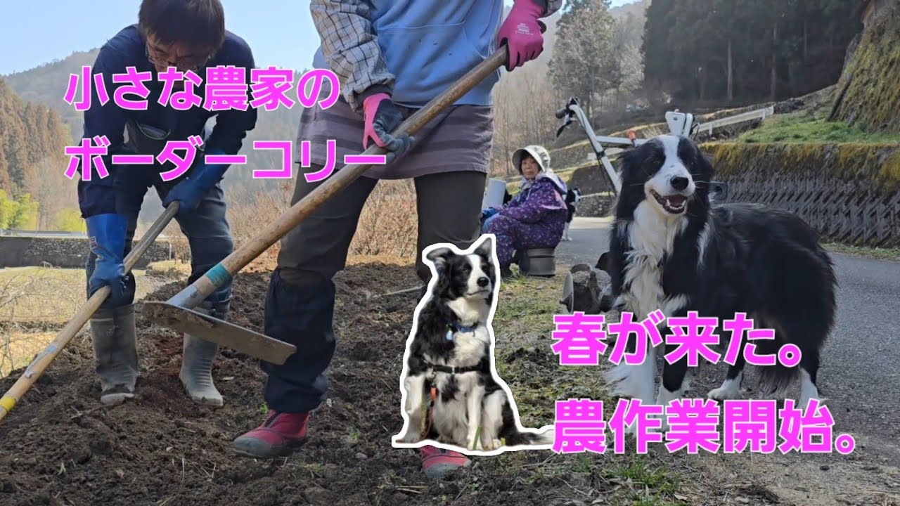 【ボーダーコリーのコロン&レイ】今年最初の種の植え付け