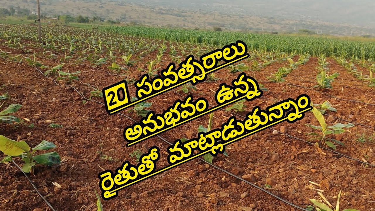 20 సంవత్సరాలుఅనుభవం ఉన్నరైతుతో మాట్లాడుతున్నాం