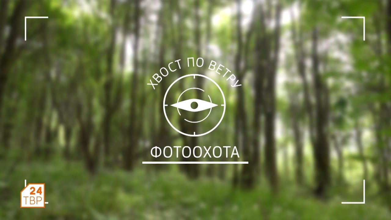 Хвост по ветру. Фотоохота
